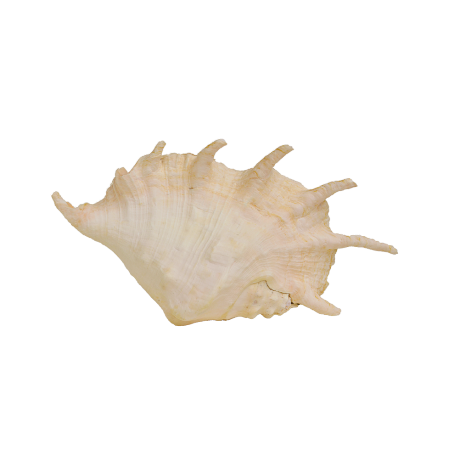 ΚΟΧΥΛΙ LAMPIS TRUNCATA 12" up