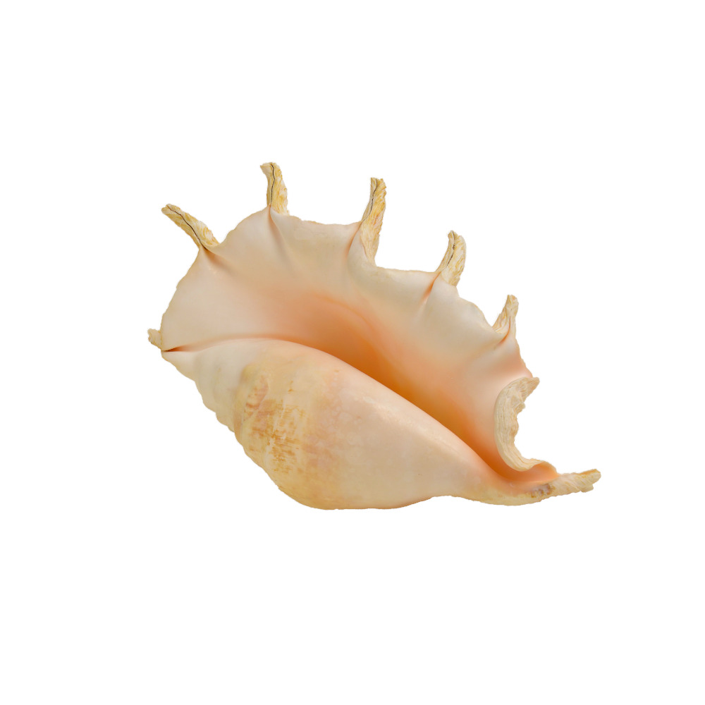 ΚΟΧΥΛΙ LAMPIS TRUNCATA 12" up