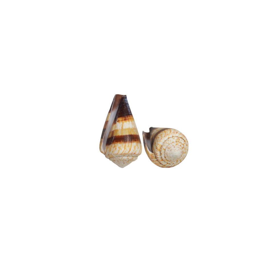 ΚΟΧΥΛΙ CONUS MILES
