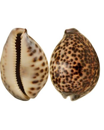 CYPRAEA TIGRIS