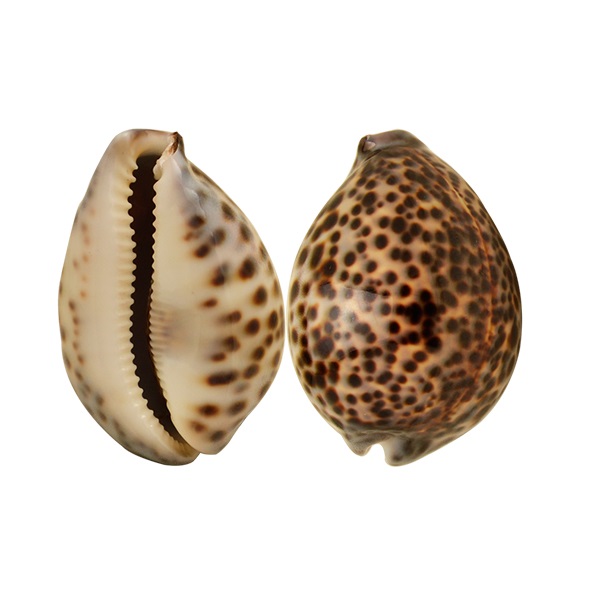 CYPRAEA TIGRIS