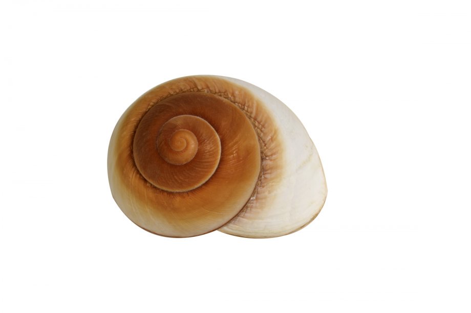 ΚΟΧΥΛΙ ΣΑΛΙΓΚΑΡΙ ΚΑΦΕ