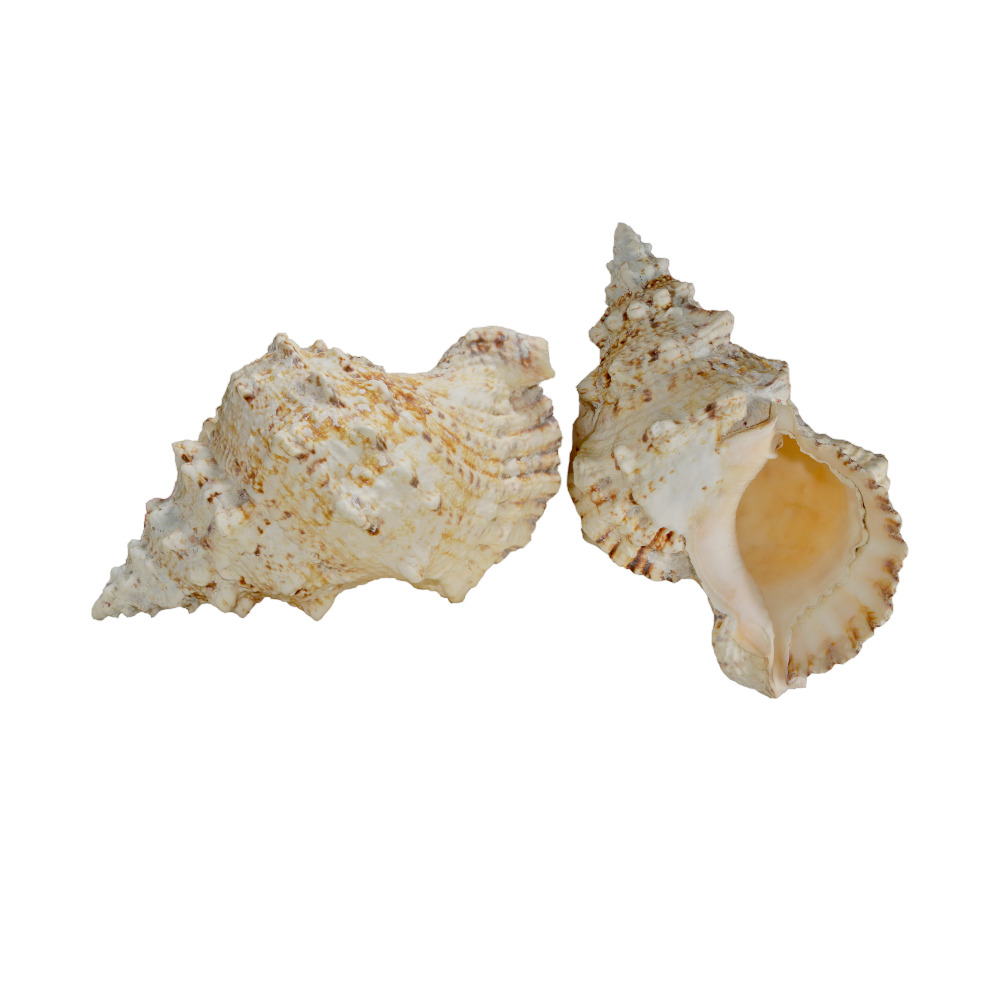 ΚΟΧΥΛΙ BURSA BUBO