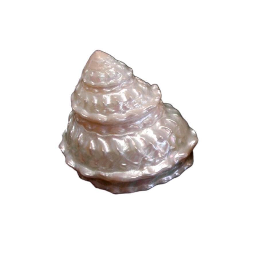 Astraea Undosa shell