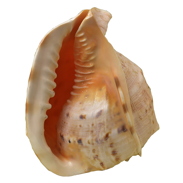 ΚΟΧΥΛΙΑ HELMET SHELLS