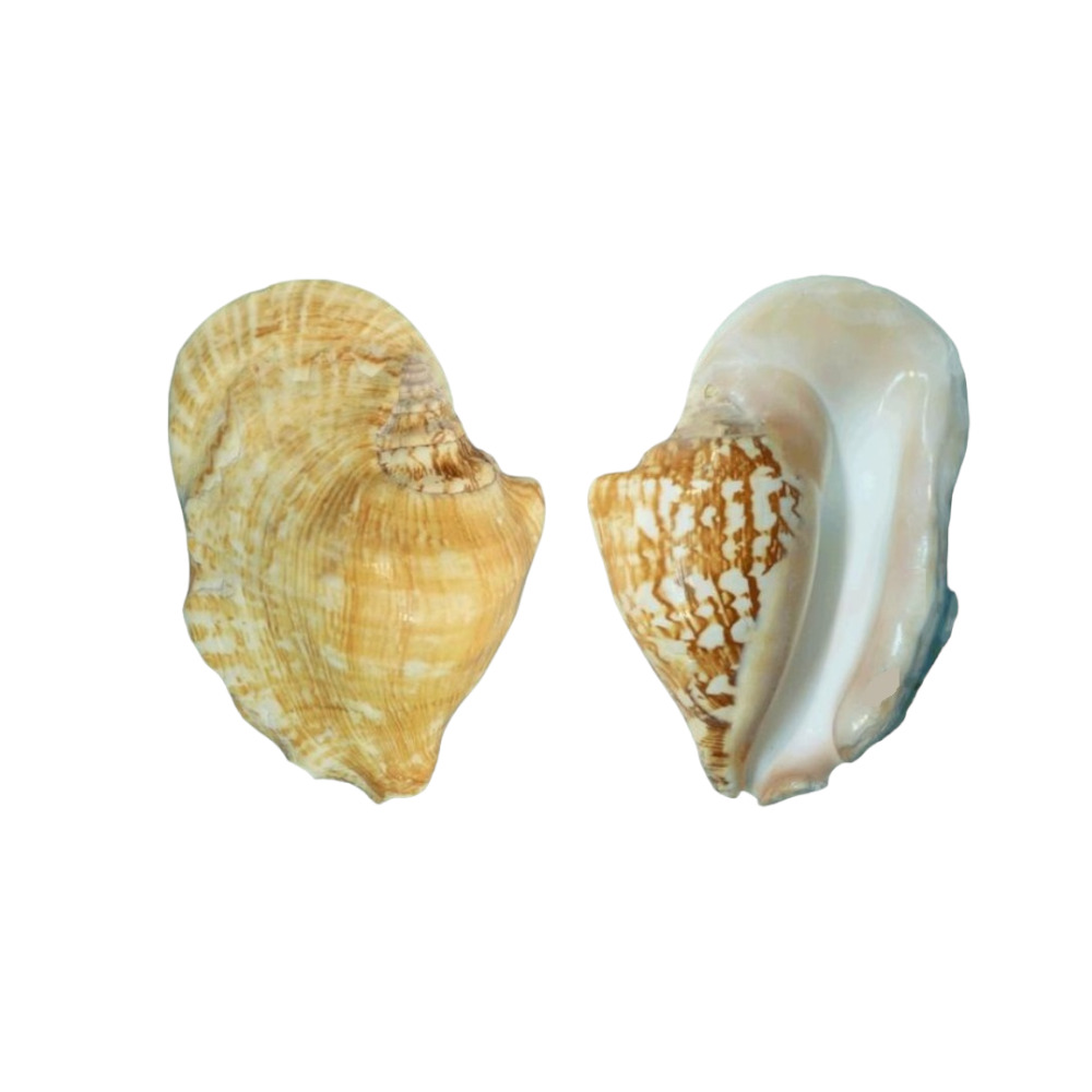 ΚΟΧΥΛΙ STROMBUS LATISSIMUS