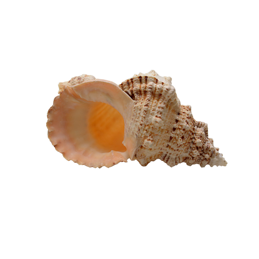 ΚΟΧΥΛΙ BURSA BUBO