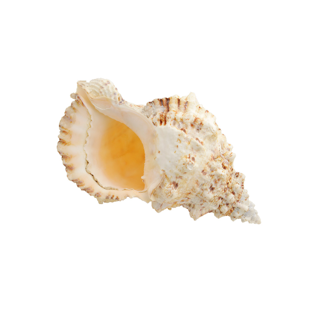 ΚΟΧΥΛΙ BURSA BUBO