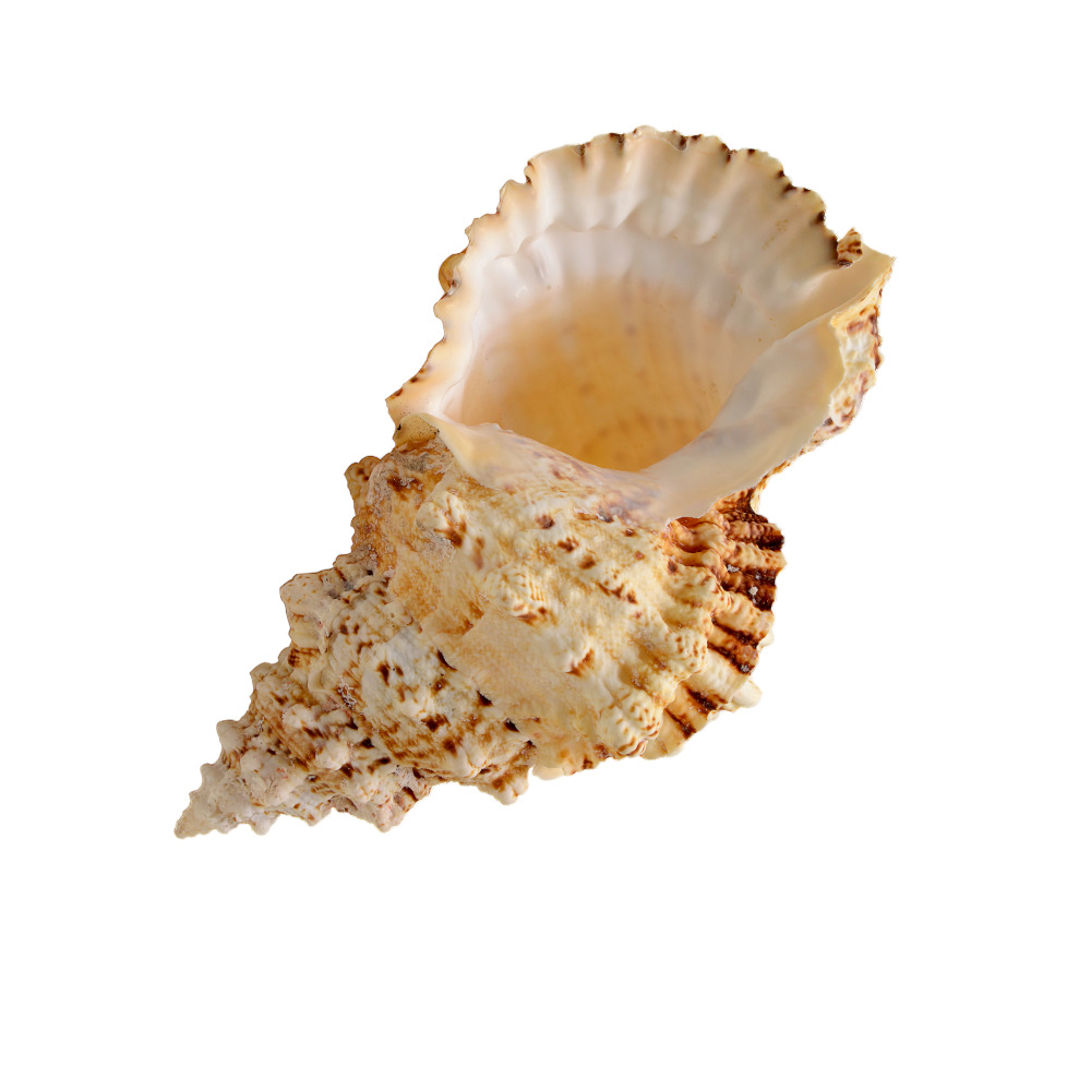 ΚΟΧΥΛΙ BURSA BUBO