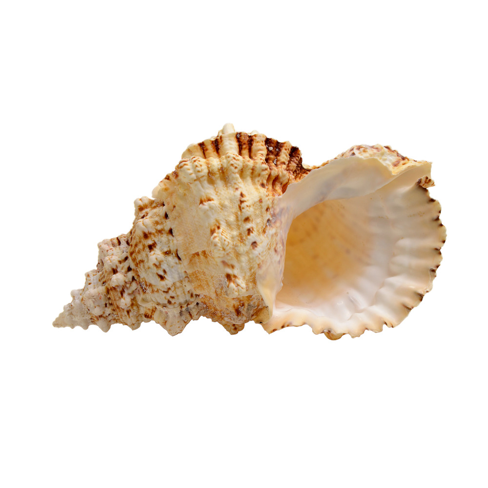 ΚΟΧΥΛΙ BURSA BUBO