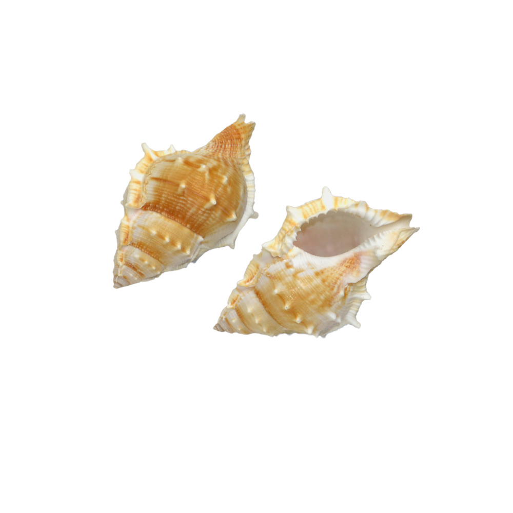 ΚΟΧΥΛΙ FROG BURSA SPINOSA 3"up