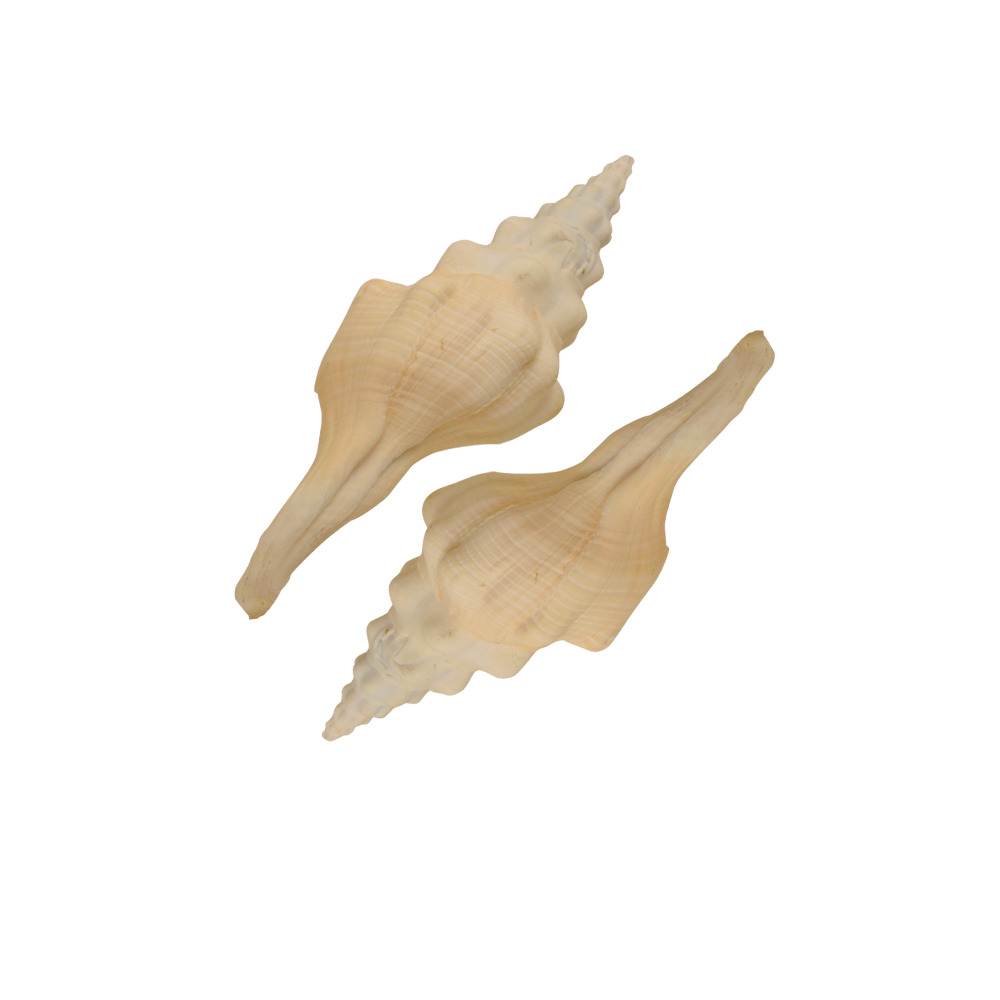 ΚΟΧΥΛΙ FUSINUS UNDATUS 7-8"