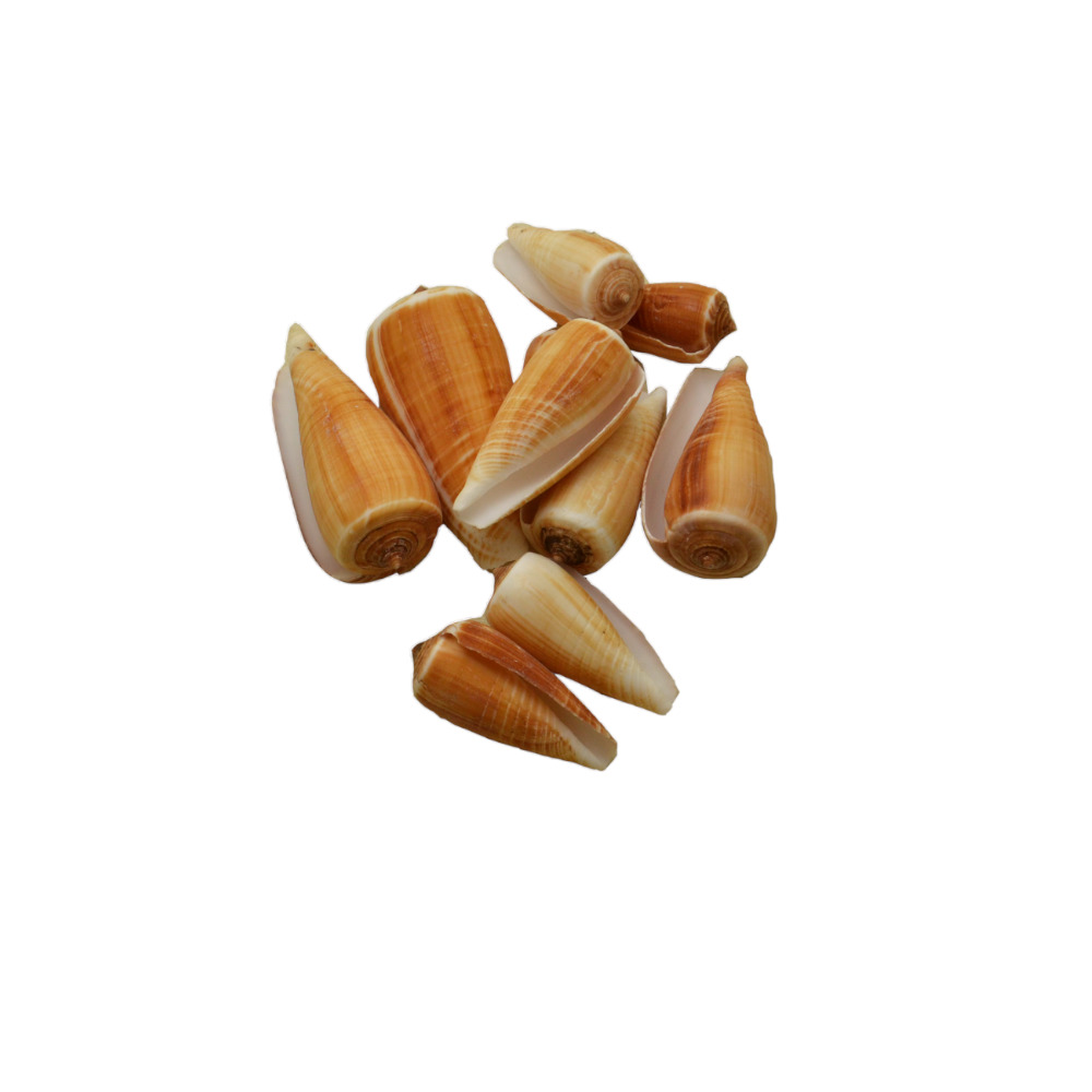 ΚΟΧΥΛΙ CONUS MAGUS (ΚΙΛΟ)