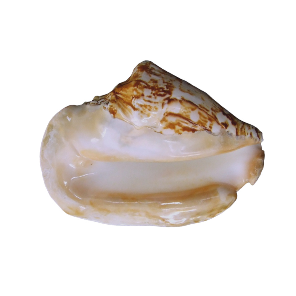 ΚΟΧΥΛΙ STROMBUS LATISSIMUS