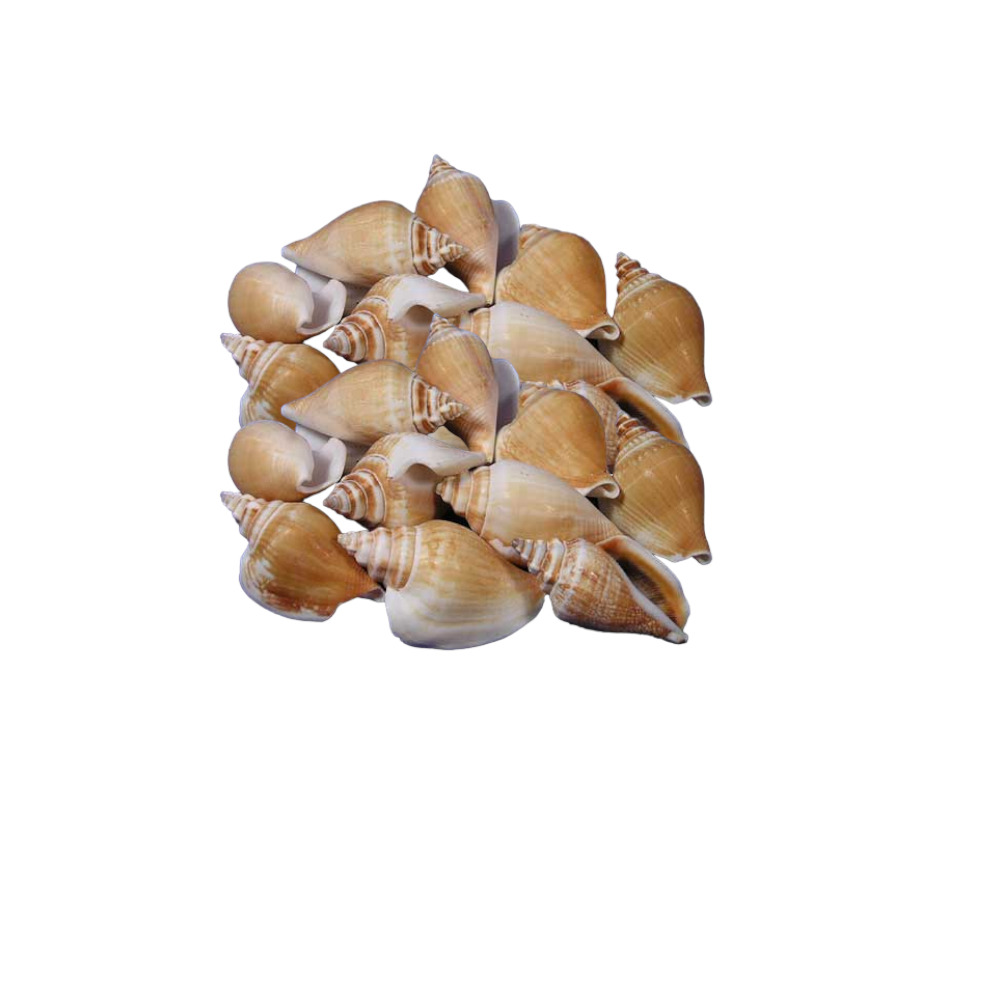 ΚΟΧΥΛΙ STROMBUS CANARIUM (ΚΙΛΟ)