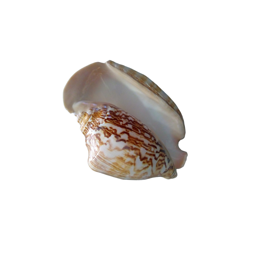 ΚΟΧΥΛΙ STROMBUS LATISSIMUS