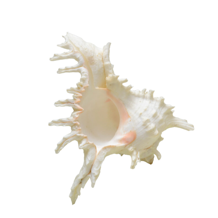 Murex Ramosus