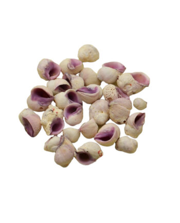 violet coral shell