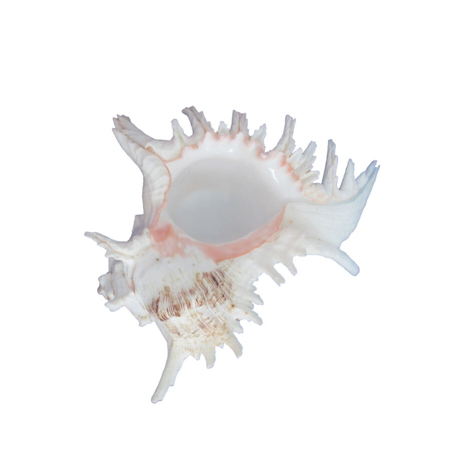 Murex Ramosus
