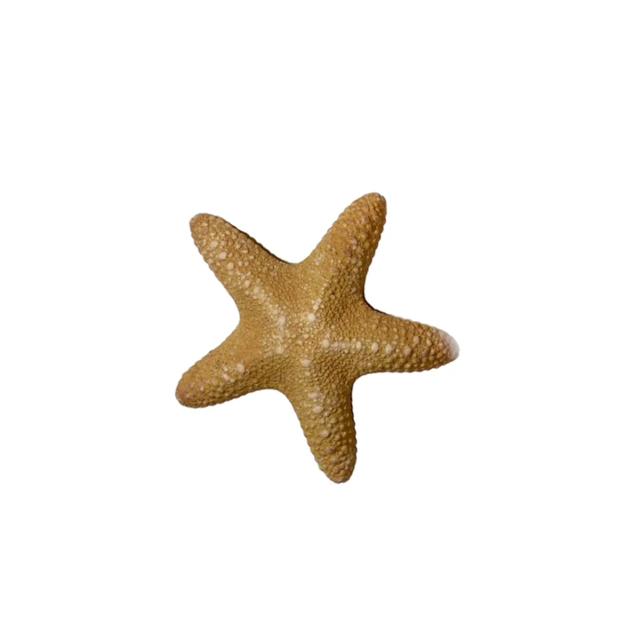 Jungle Starfish