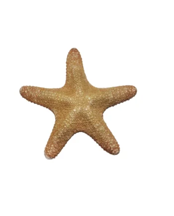 Jungle Starfish