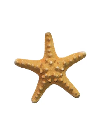 Philippine Starfish