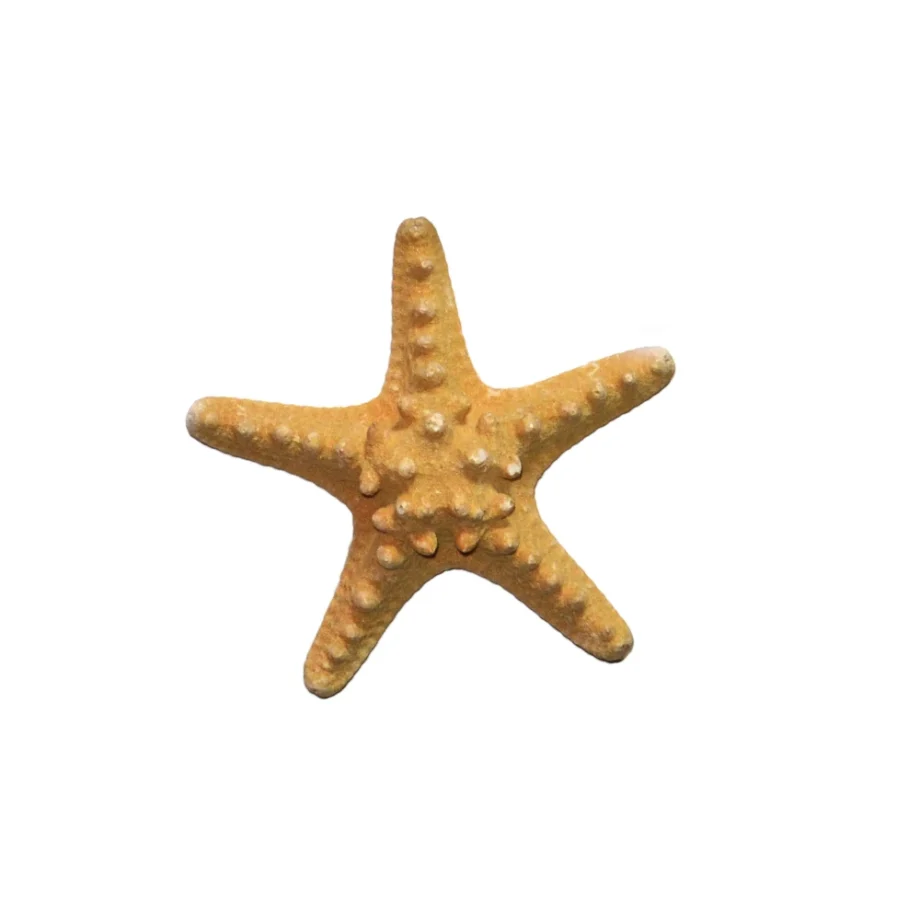 Philippine Starfish